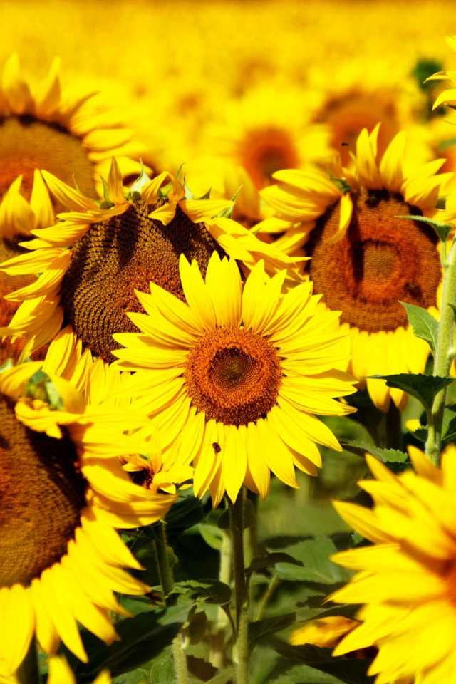 Желтые цветущие подсолнухи крупным планом