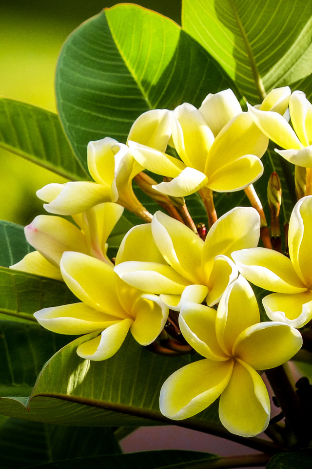 Желтые экзотические цветы Плюмерия крупным планом