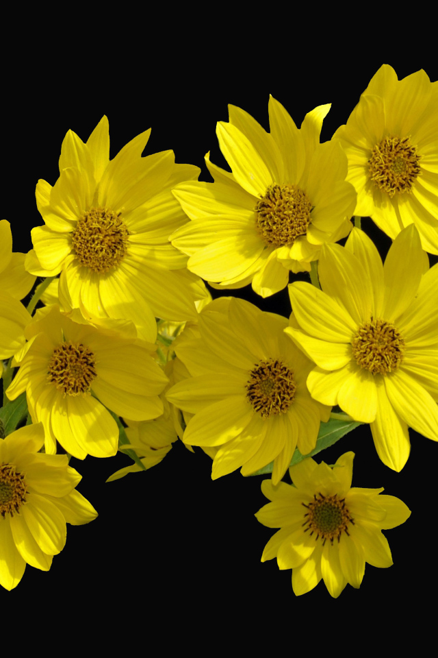 Желтые цветы Гелиопсис на черном фоне