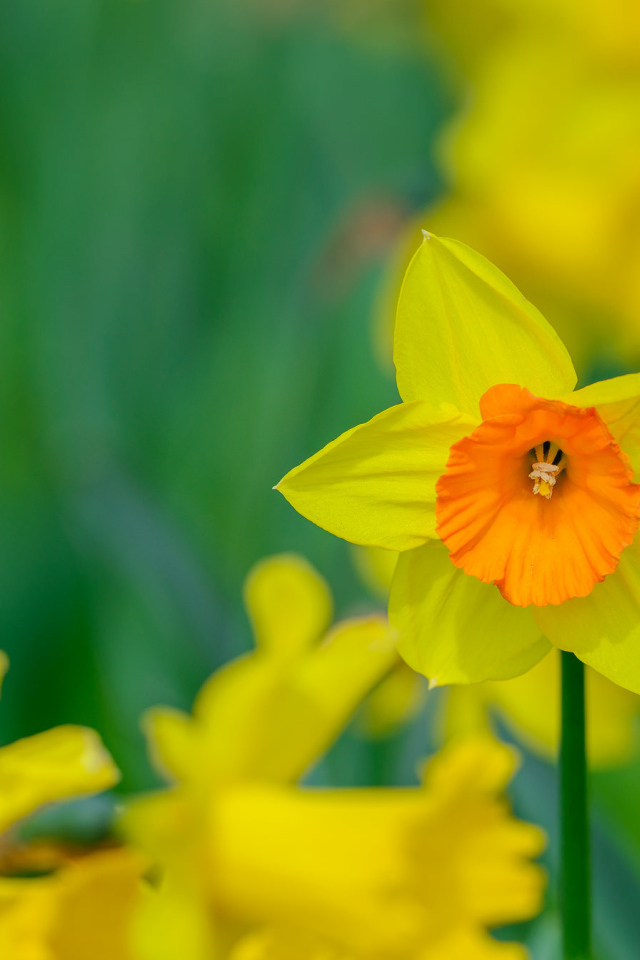 Желтый садовый цветок нарцисс крупным планом