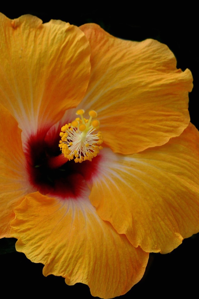 Желтый цветок гибискуса на черном фоне 