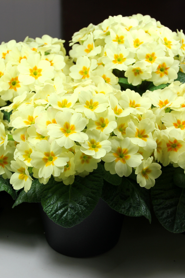 Желтые комнатные цветы примула в горшочках