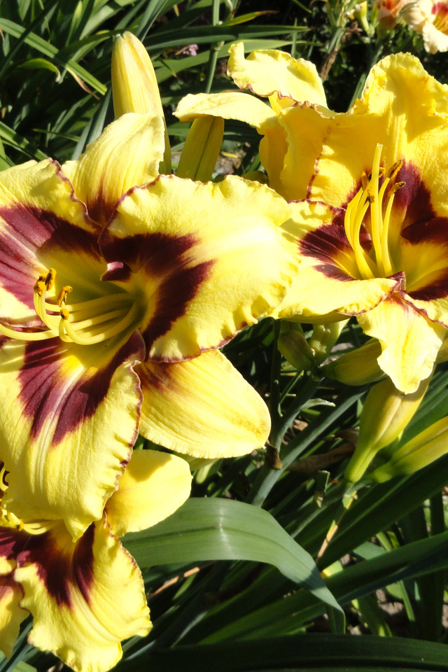 Желтые лилии с бутонами на клумбе