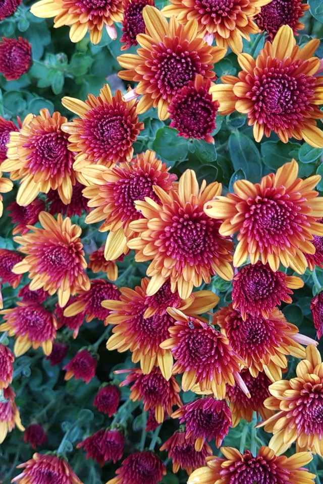 Желто  розовые красивые хризантемы 