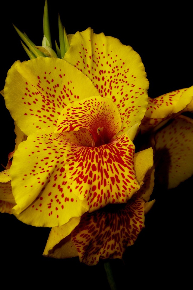 Желтый пятнистый цветок канна на черном фоне