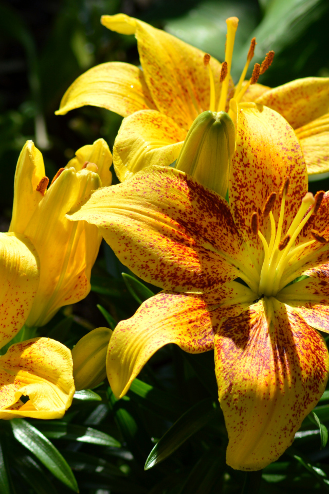 Желтые пятнистые лилии на клумбе крупным планом