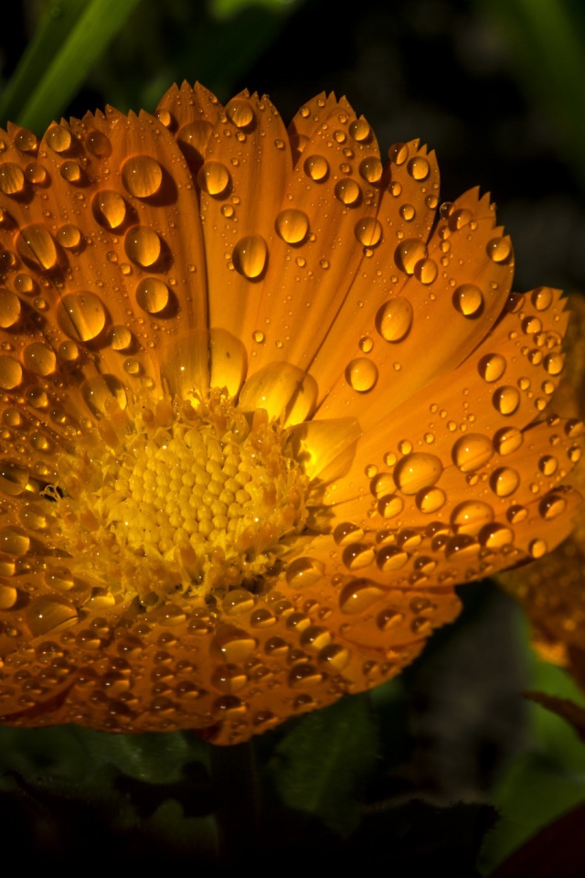 Желтые летние цветы Рудбекия в каплях воды 