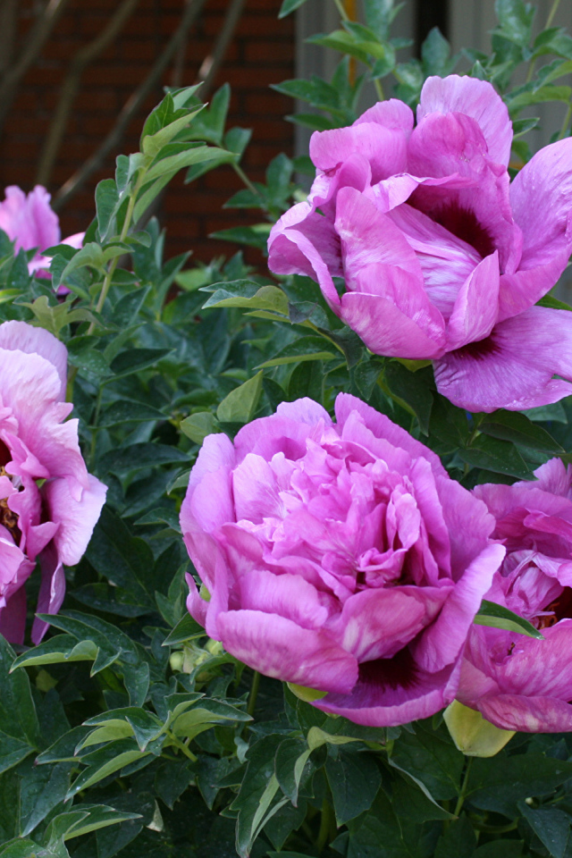 Красивые розовые садовые пионы 