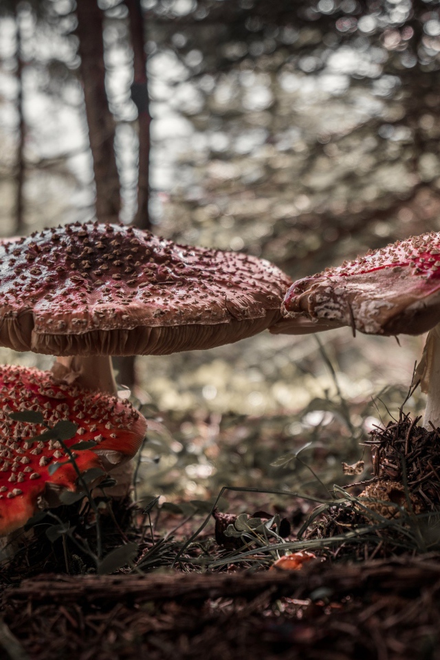 Большие лесные грибы мухоморы 