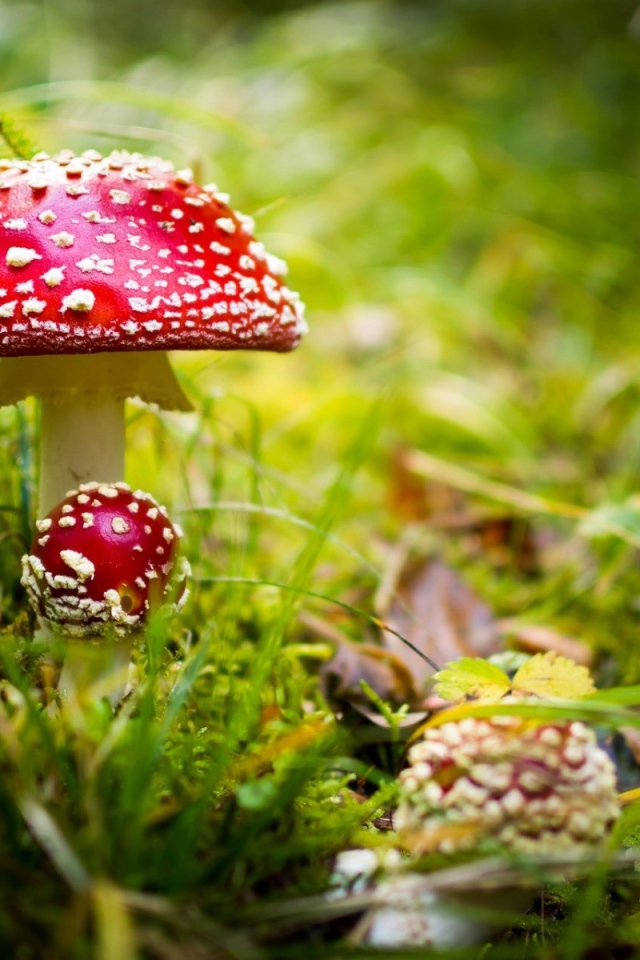 Красные грибы мухоморы в лесу 