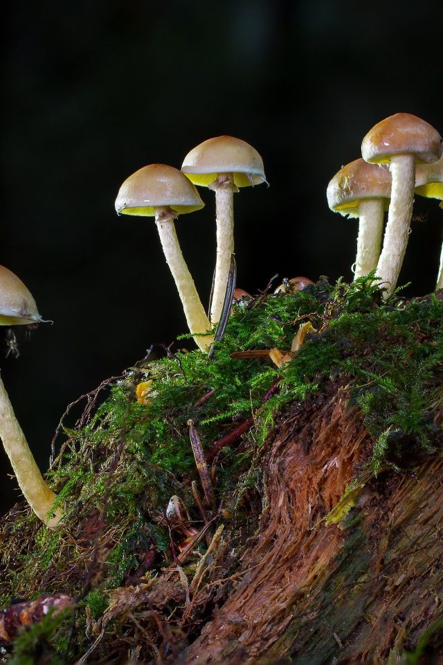 Small mushrooms grow on a moss-covered stump