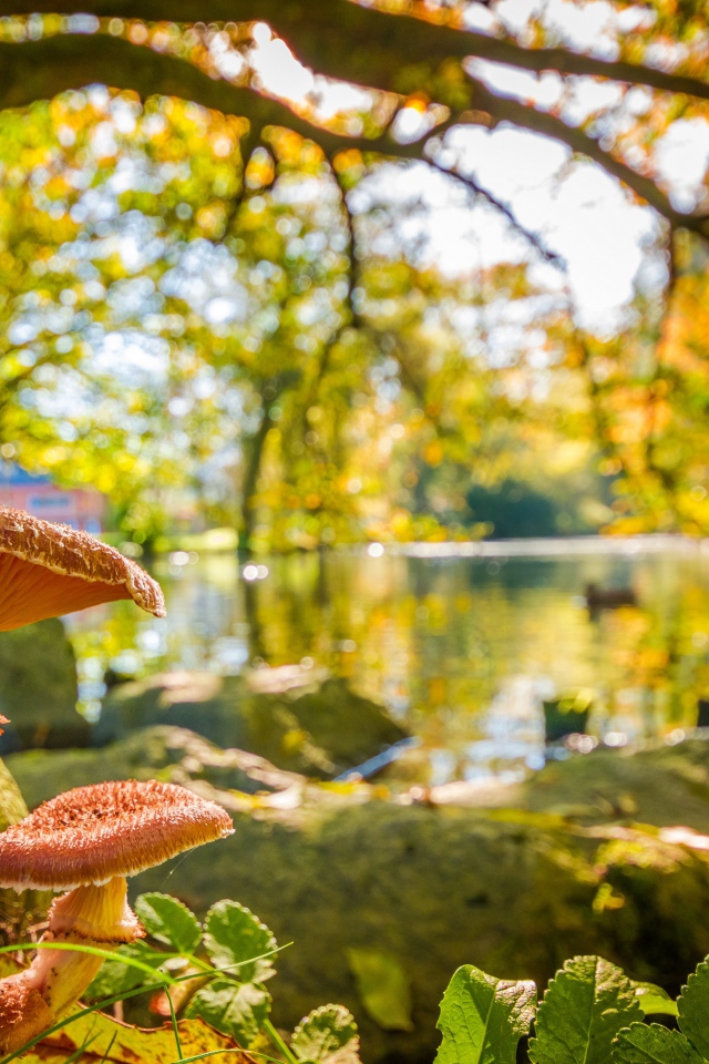 Two mushrooms in the autumn forest near the lake