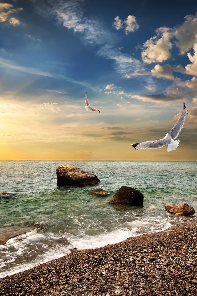 Чайки летают над морским берегом на закате солнца