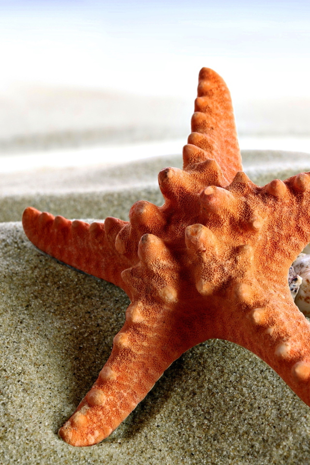 Морская звезда и ракушки на песке крупным планом