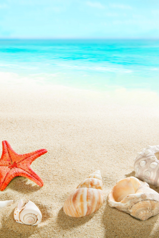 Морская звезда и ракушки на песке у голубой воды моря