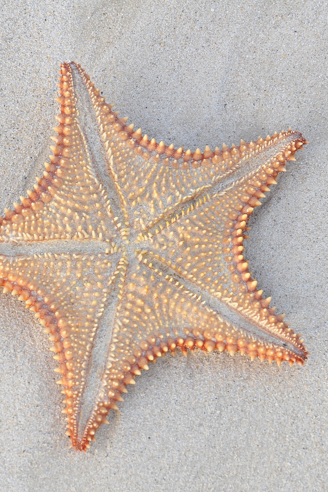 Морская звезда на песке крупным планом