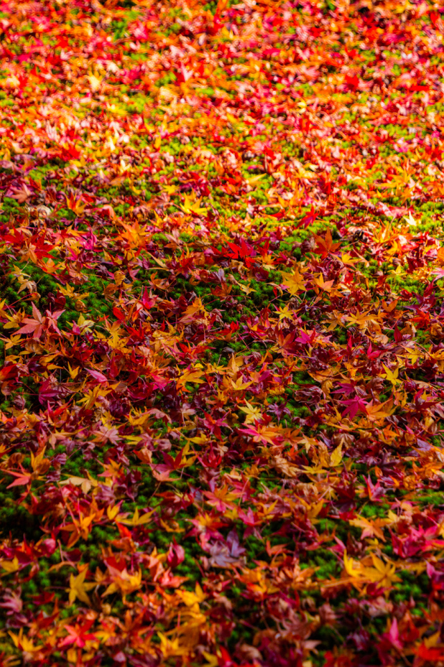 Разноцветная опавшая листва в осеннем лесу
