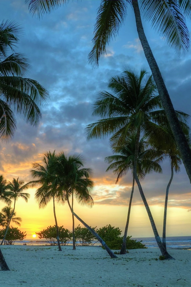 Пальмы на белом песке на закате солнца у океана