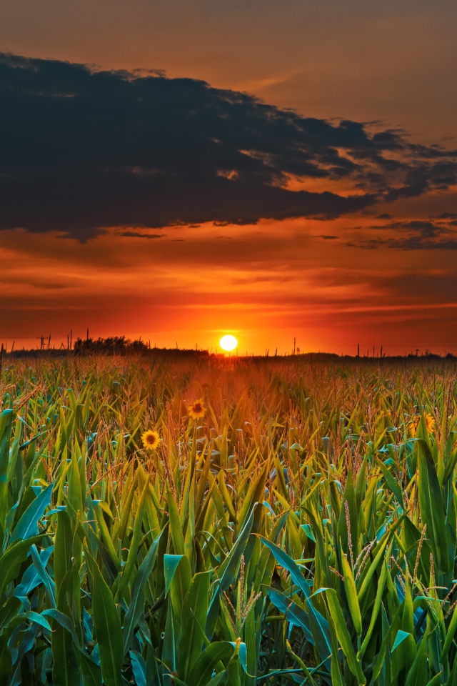 Закат летнего солнца над кукурузным полем