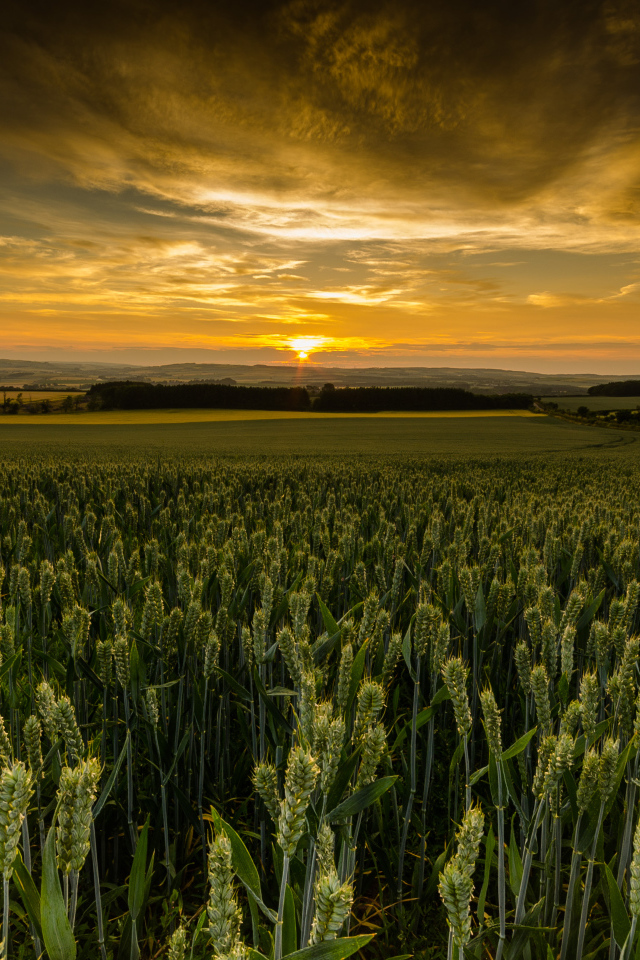 Закат солнца над полем зеленой пшеницы 