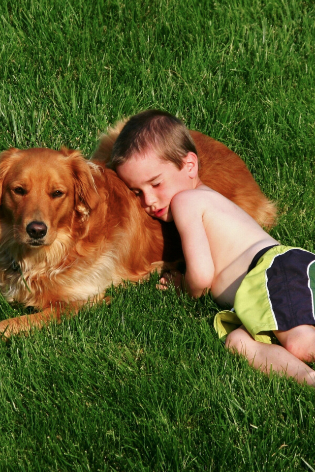 Маленький мальчик спит с золотистым ретривером на зеленой траве