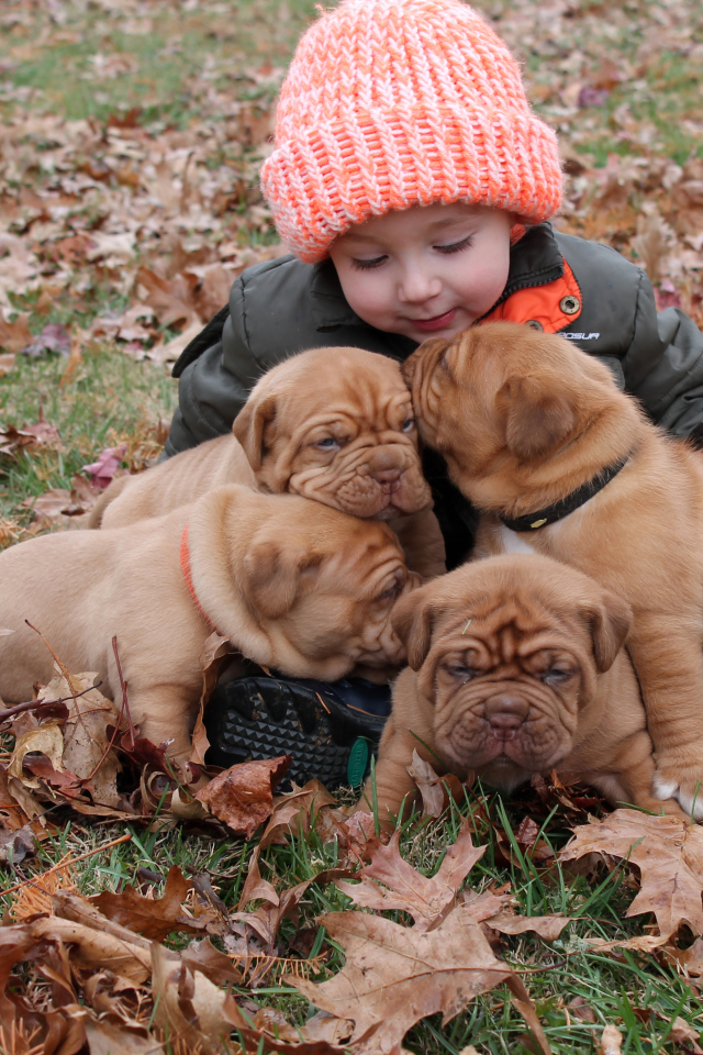 Маленькая девочка сидит с щенками на земле покрытой сухими листьями