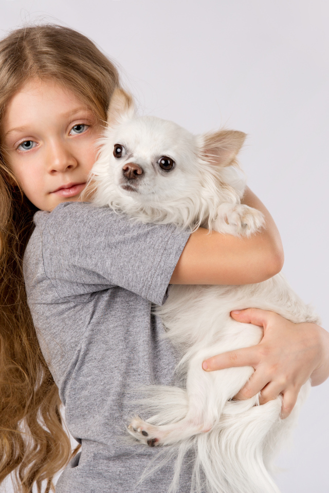 Голубоглазая девочка с белым чихуахуа в руках