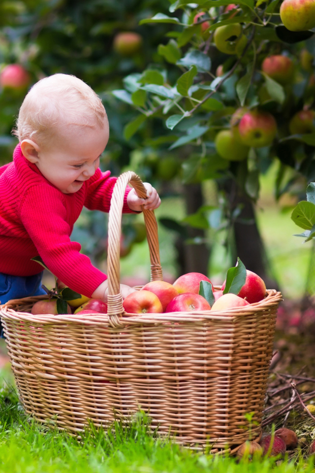 Милый улыбающийся малыш с корзиной яблок в саду
