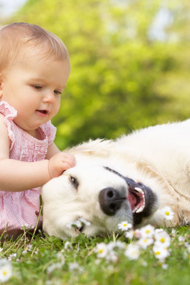 Маленькая девочка играет с белым лабрадором на зеленой траве