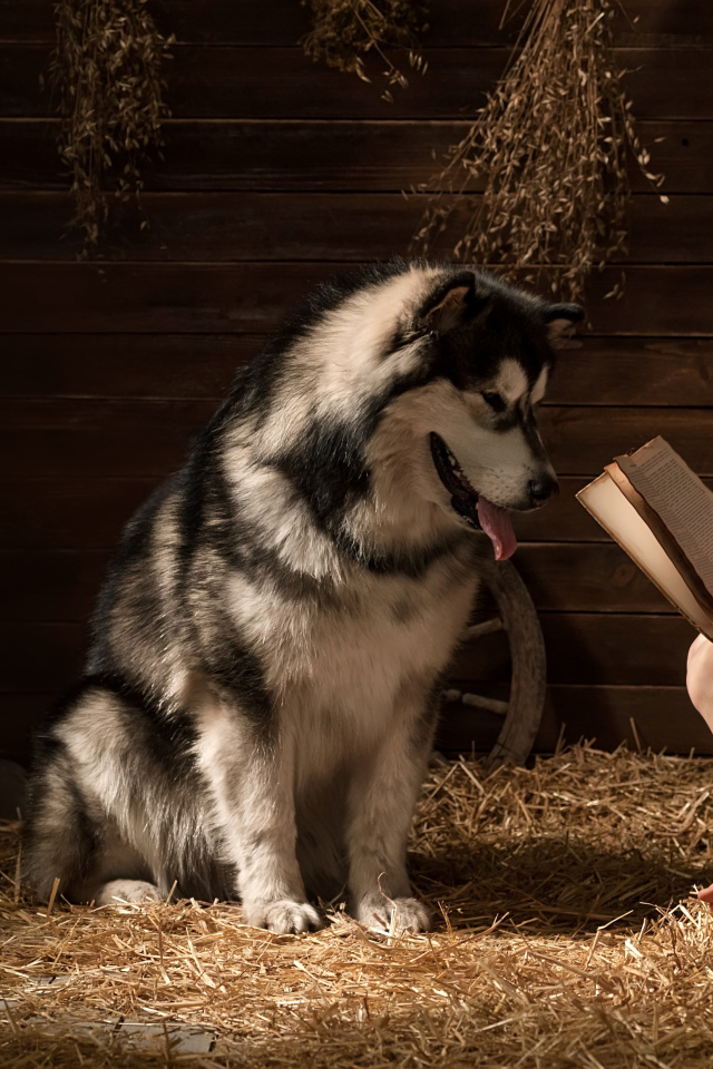Маленькая девочка читает книгу собаке породы хаски