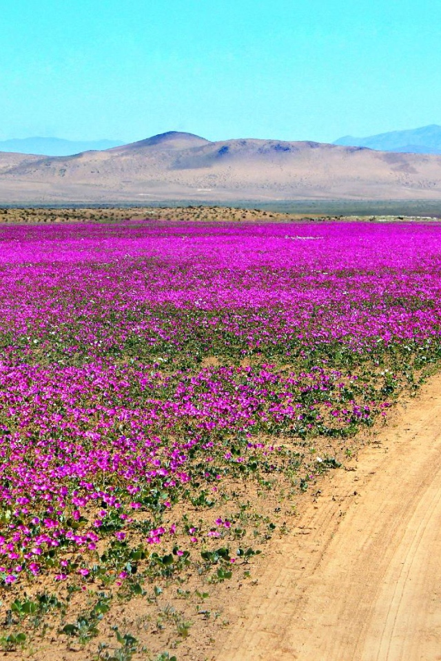 Цветущая пустыня Атакама, Чили 