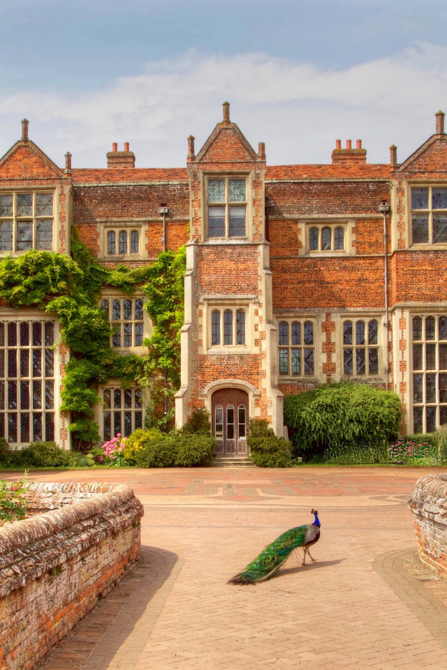 Павлин у дворца Кентуэлл Холл, Англия