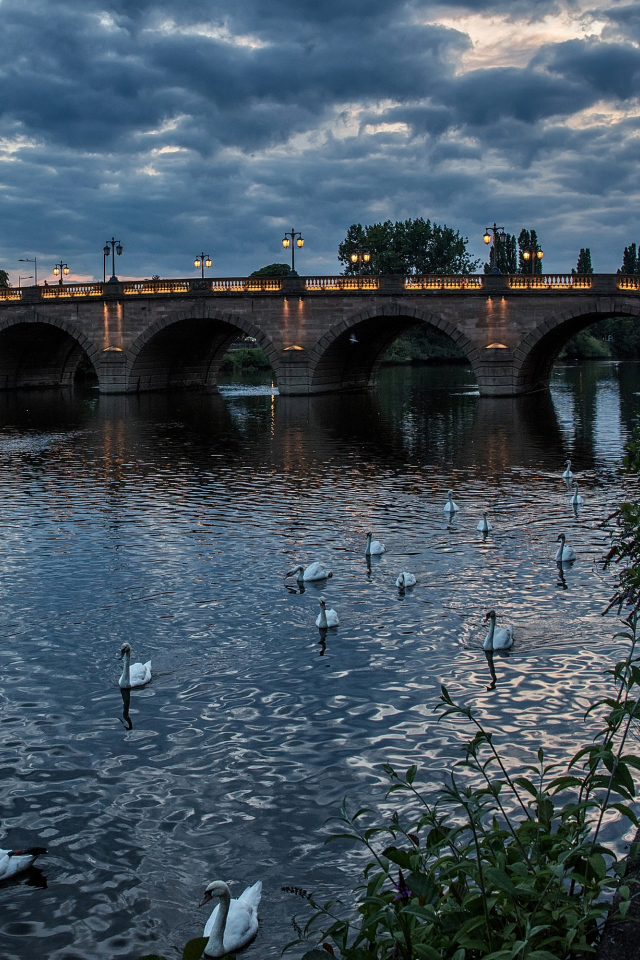 Белые лебеди плавают в реке у вечернего моста, Англия