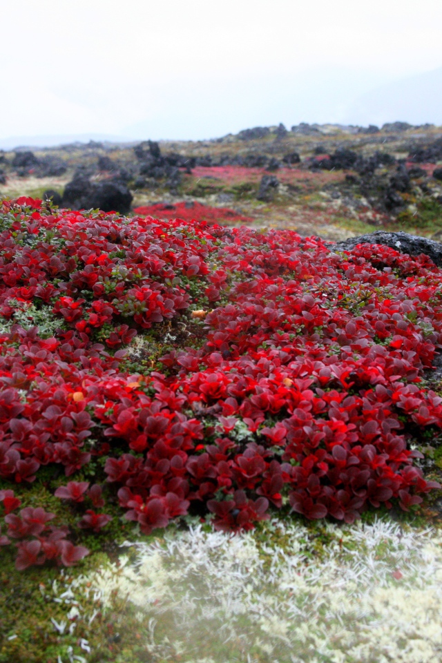 Красочная природа Камчатки,  Россия 