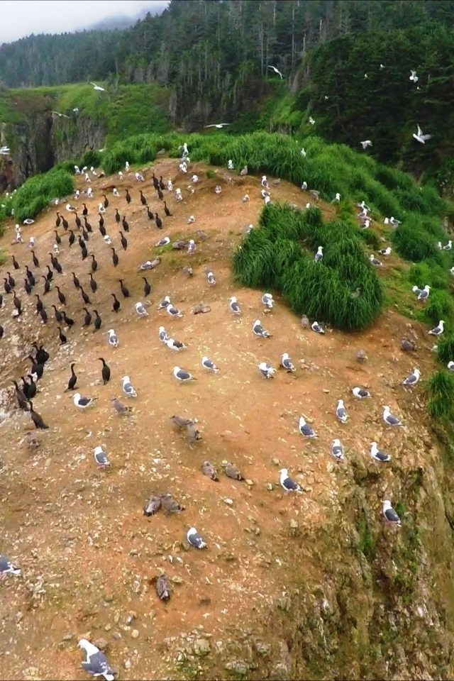 Колонии птиц. Мыс Великан, Сахалин. Россия 