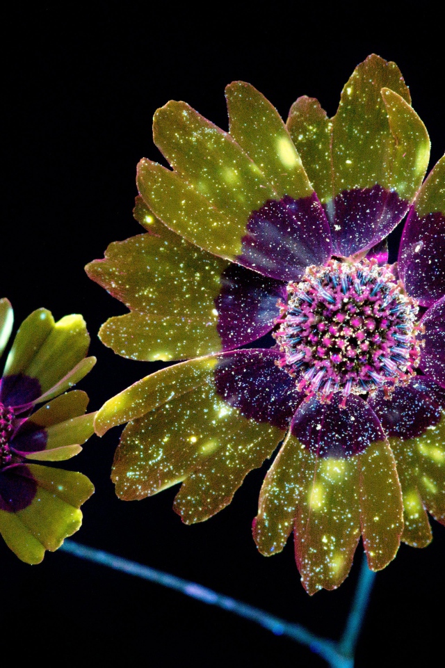 Фантастические цветы на черном фоне, 3д графика