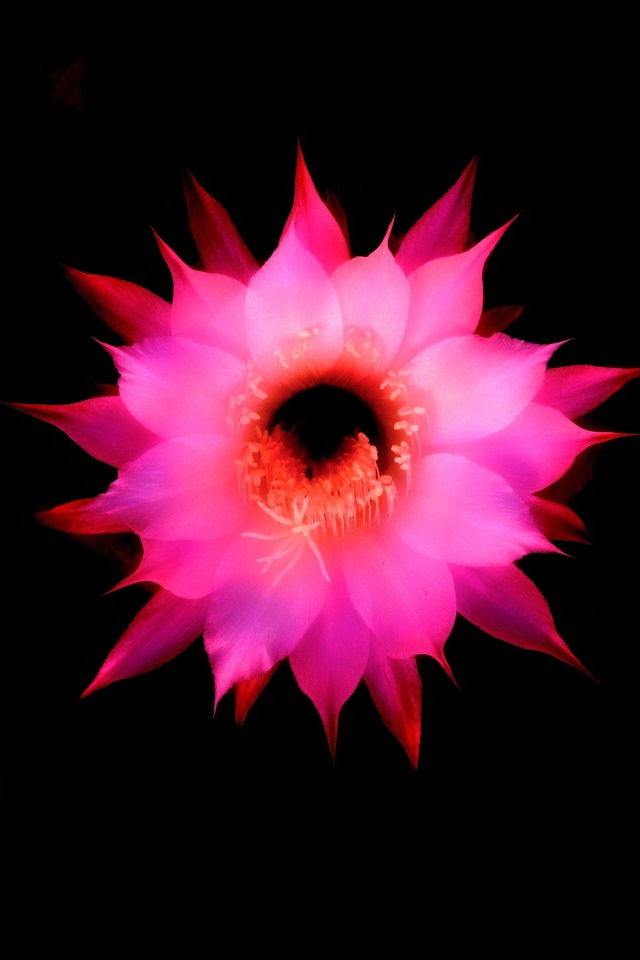 Pink flower on a black background, 3d graphics