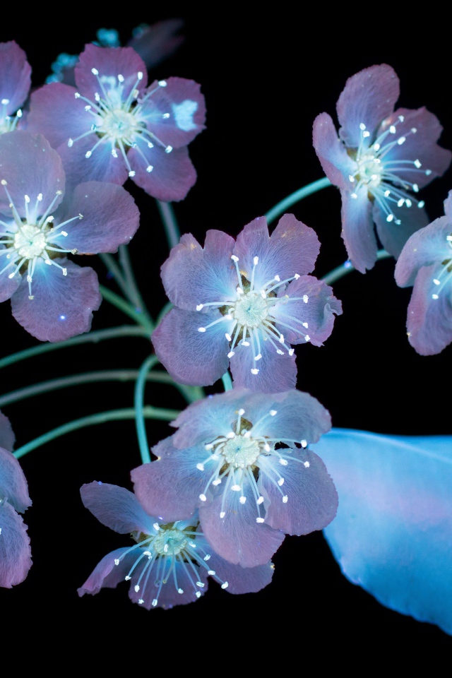 Фиолетовые цветы на черном фоне, 3д графика