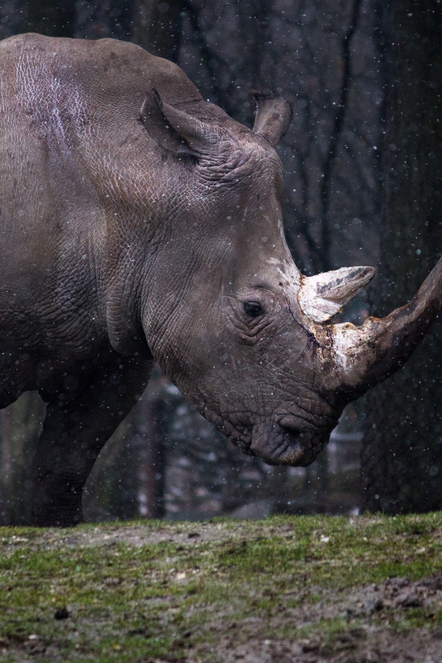 Большой носорог в лесу