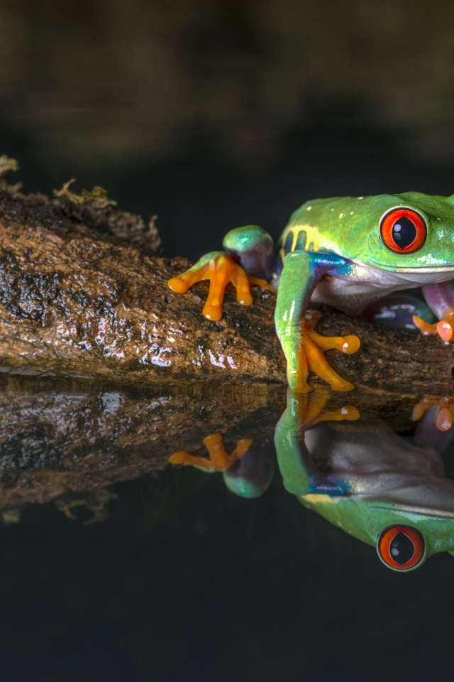 Зеленая лягушка на коряге в воде 