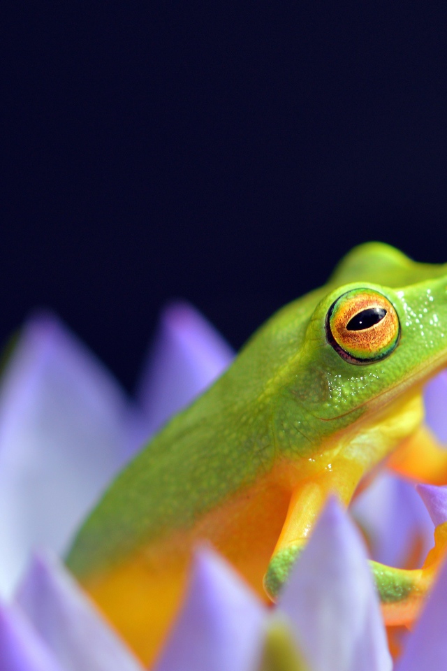 A green frog sits in a lotus flower on a blue background