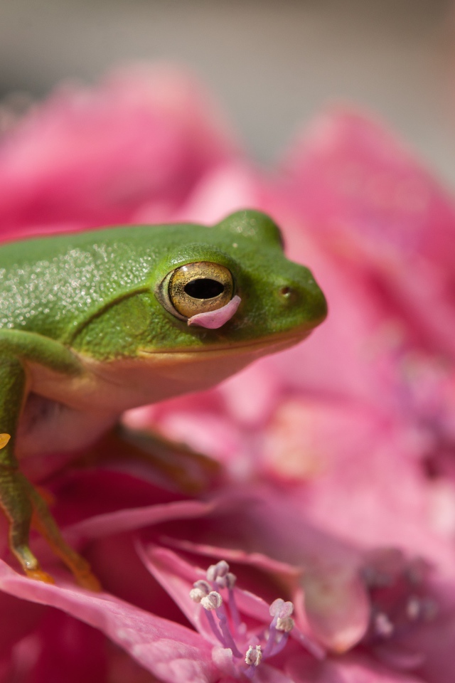 A green frog sits on a pink flower