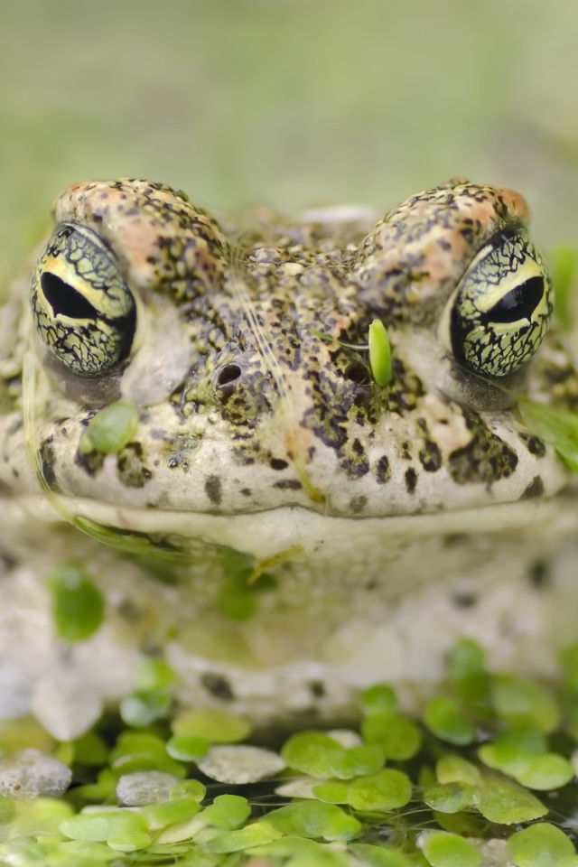 Большая лягушка в пруду