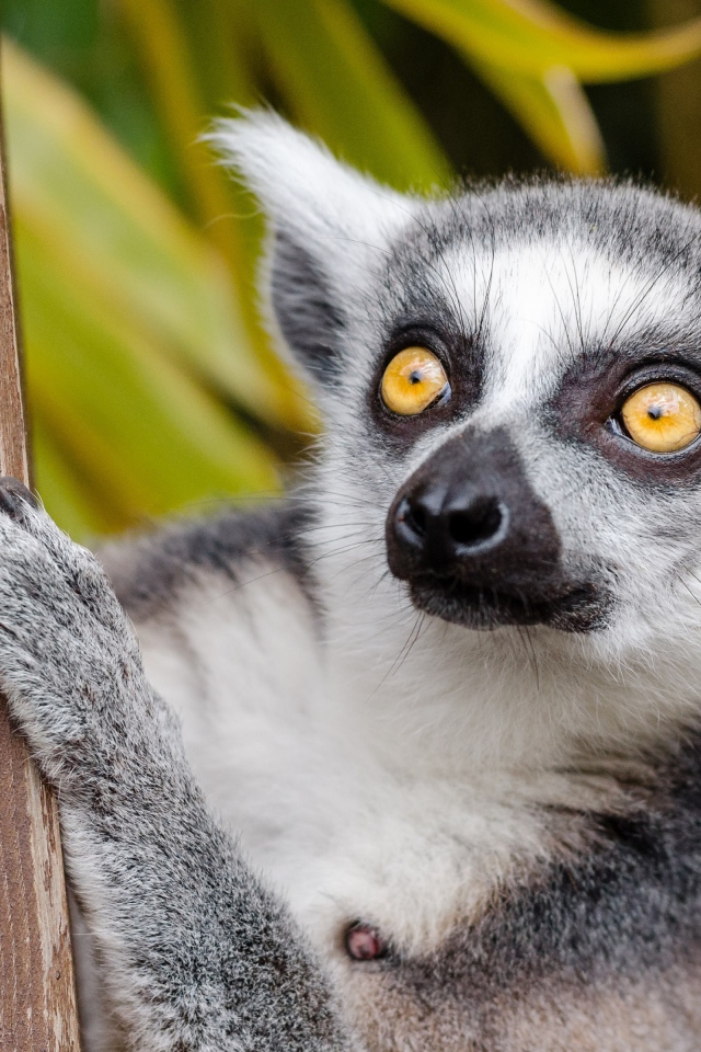 Big lemur with yellow eyes on a tree