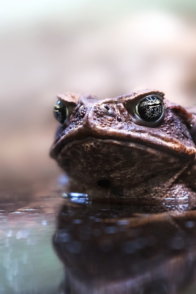 Большая жаба сидит в воде