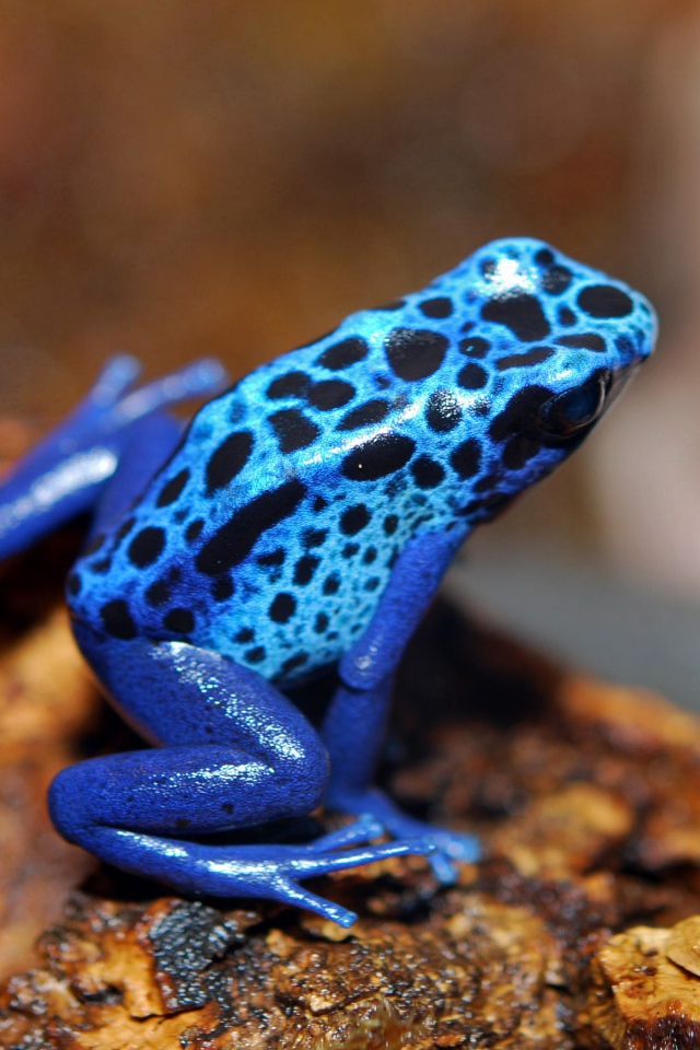 Голубая лягушка сидит на камне 