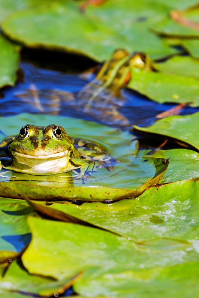Лягушка сидит на зеленых листьях в воде