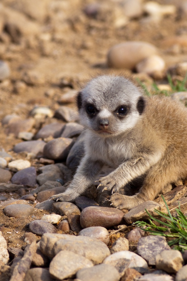 Маленький сурикат сидит на мелких камнях
