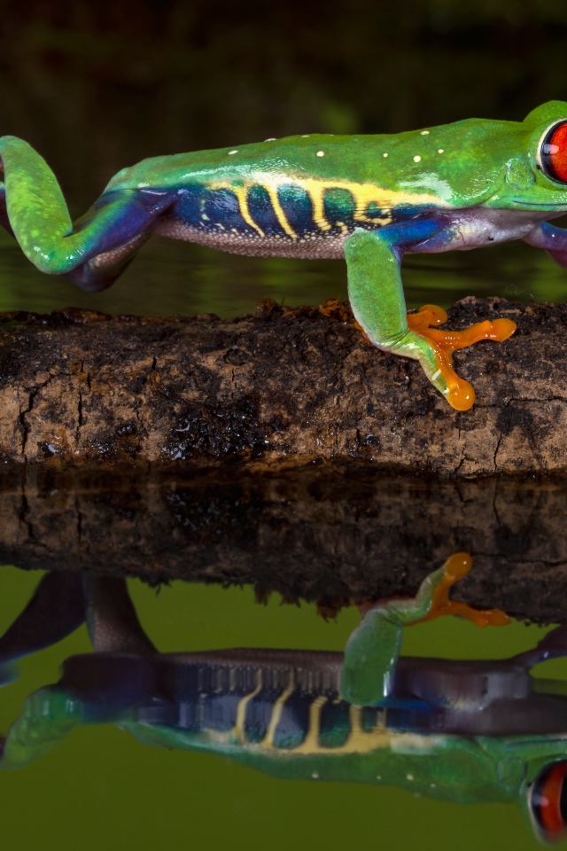 Red-eyed tree frog on a branch in the water