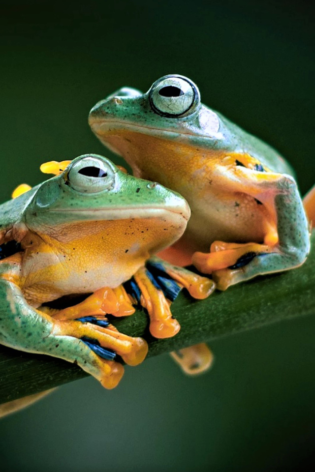 Две зеленые лягушки сидят на зеленой ветке